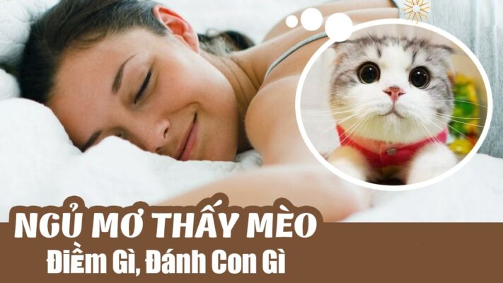 nam mo thay meo