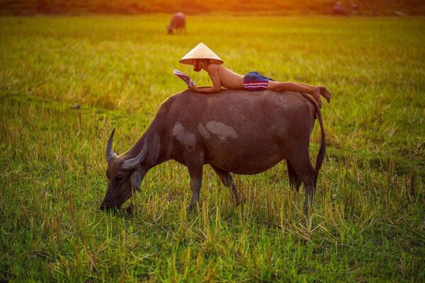 nam mo thay trau